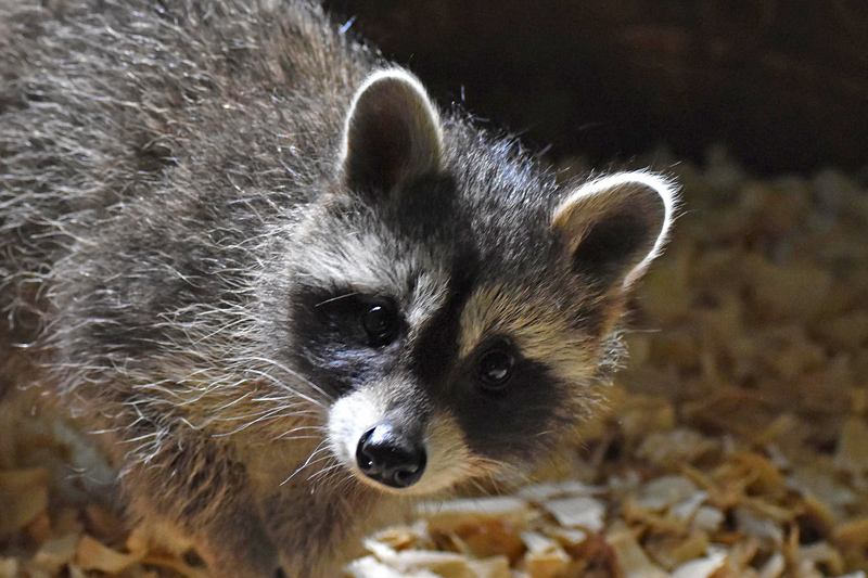 an inquisitive young raccoon wondering if he is going to get a snack.