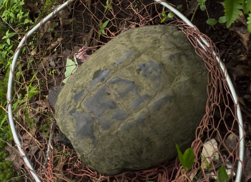 looking down on an ancient snapping turtle tat almost fills up an entire full-sized musky net