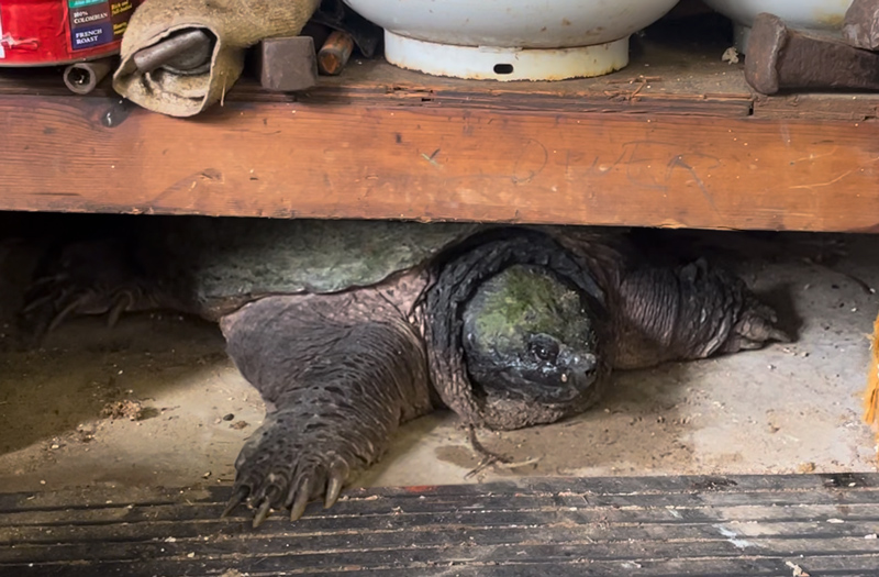 giant snapping turtle under the bench