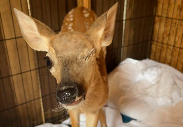 Whitetail deer fawn after its damaged eye was removed by veterinarians