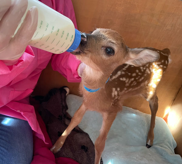 a rehabber bottle feeding a young fawn that could not feed itself yet.