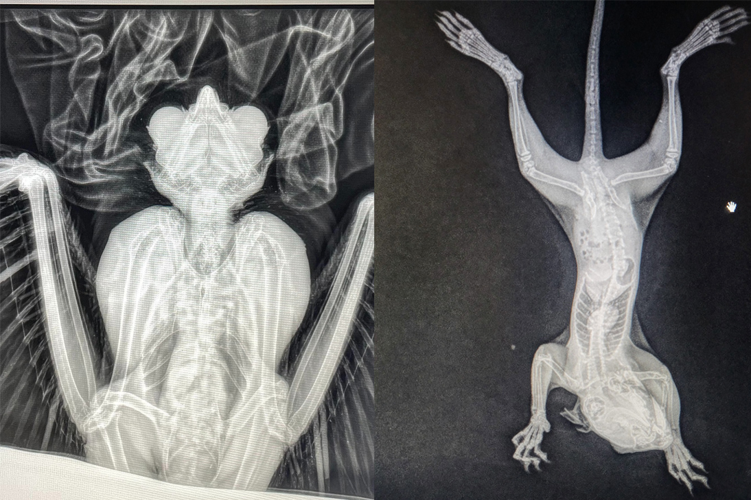 two x-rays, side by side, one on the left of a barred owl and one on the right of a squirrel