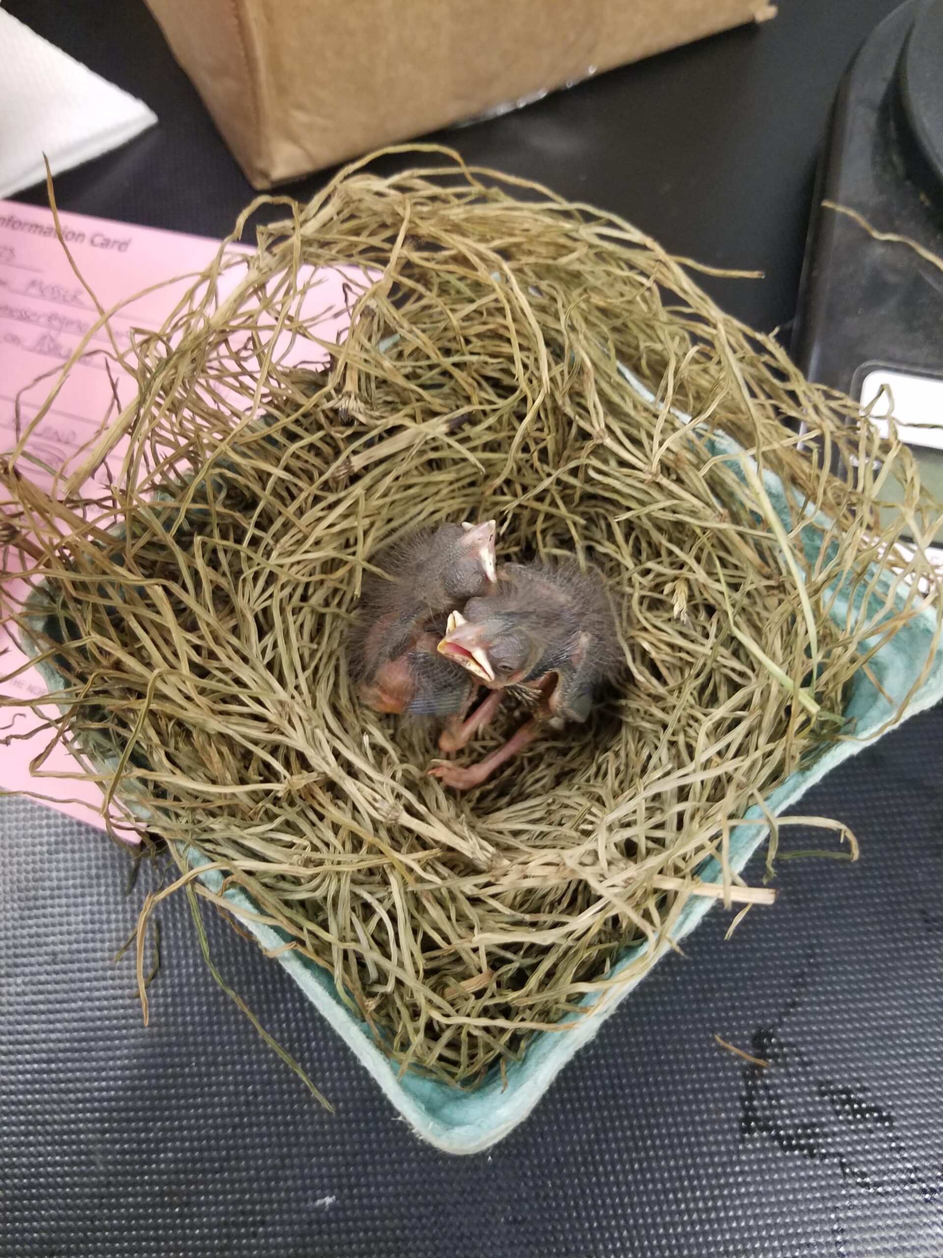 Baby birds in a make-shift nest