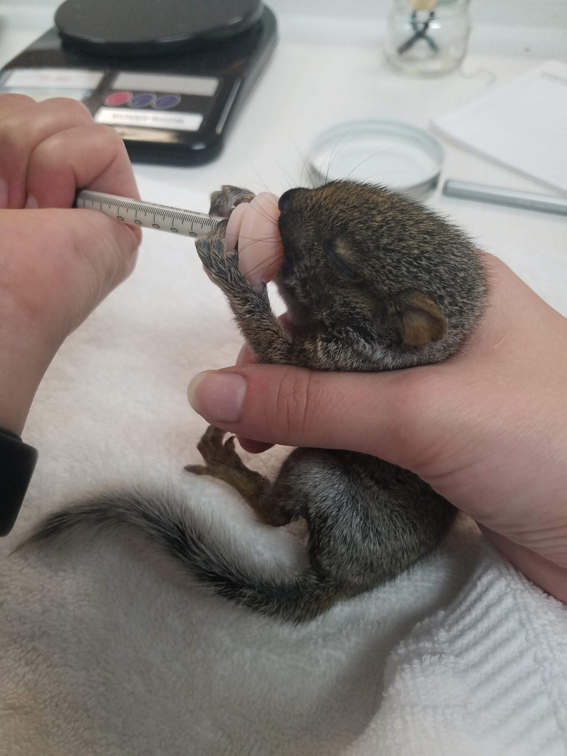 a baby squirrel getting fed