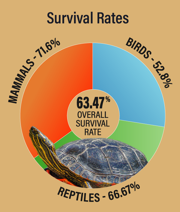 a pie chart showing the various survival rates for the types af animals we cared for