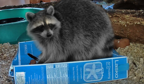 Big Betty, the raccoon patient posing for a photo while tearing through a box to get at her food.