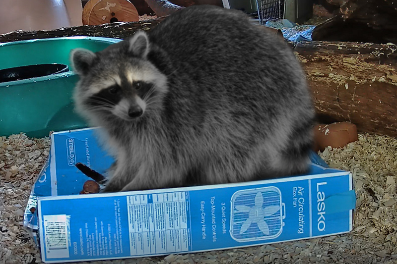 Big Betty, the raccoon patient posing for a photo while tearing through a box to get at her food.