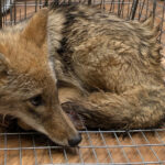 Coyote patient in a cage waiting for care.