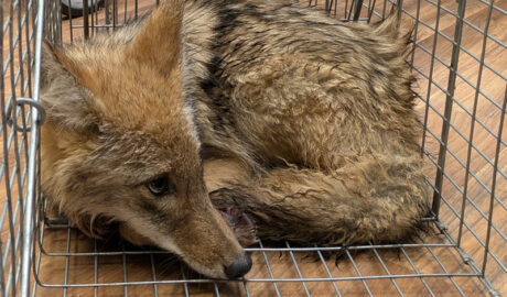 Coyote patient in a cage waiting for care.