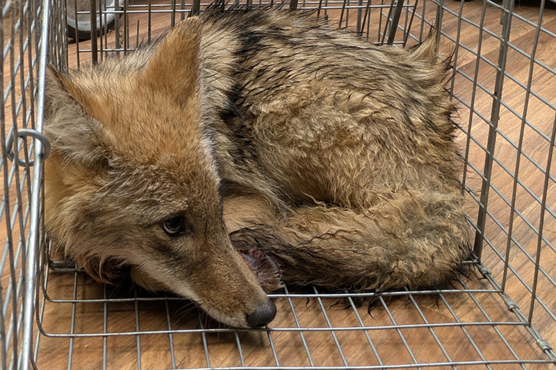 Coyote patient in a cage waiting for care.