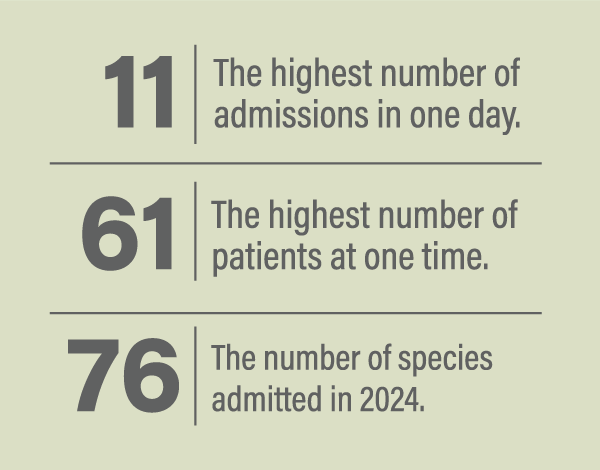 graphic showing some miscelanious rehab stats. 11 was the highest number of admissions in s single day. 61 was the highes number of patients that we had at one time, and 76 was the number of unique species we admited.