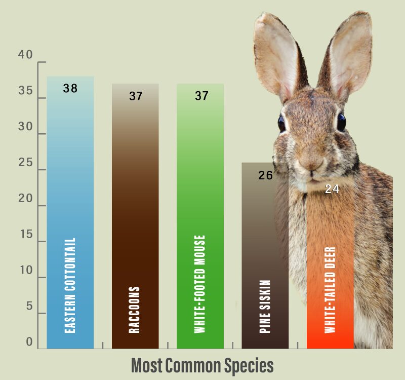 chart showing the most common individual species with eastern cottonatail rabbits being the most common species followed by raccoon, then white-footed mouse, then pine siskins, and white-tailed deer.