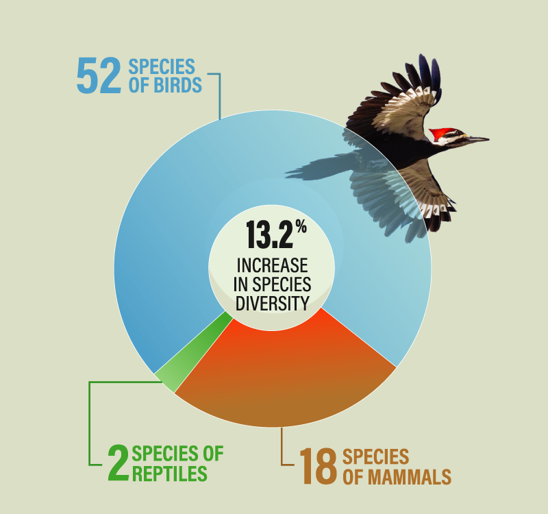 pie chart showing the percentage of species that we treated at the Northwoods WIldlife Center in 2024. The chart shows that we treated 52 species of birds, 18 species of mammals, 2 species of reptiles and a 13.2% increase in species diversity overall.