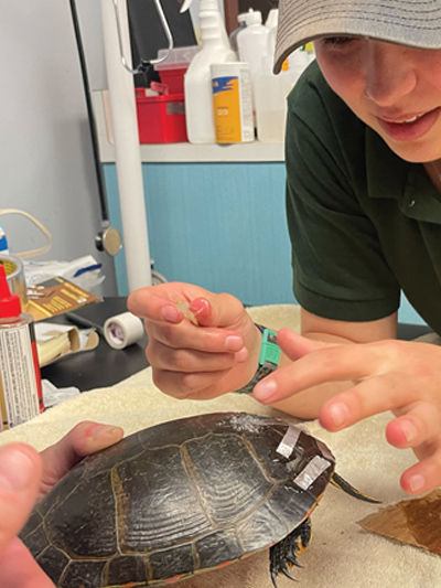 Kayla repairing a turtle shell