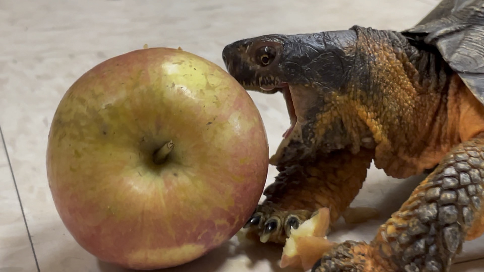 woody the wood turtle opening his mouth as wide as he can to try and eat an apple