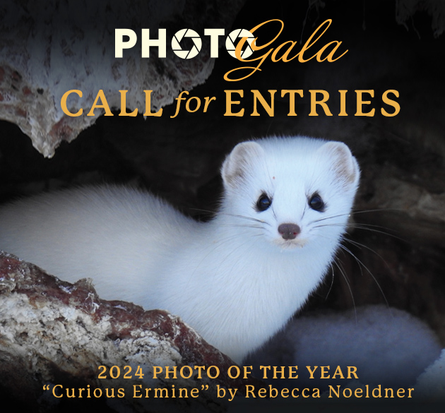 Call for entries graphic featuring "Curious Ermine", the 2024 photo of the year by Rebecca Noeldner