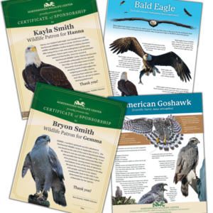 graphic showing the photo certificates and species fact poster for wildlife buddy resident sponsorships