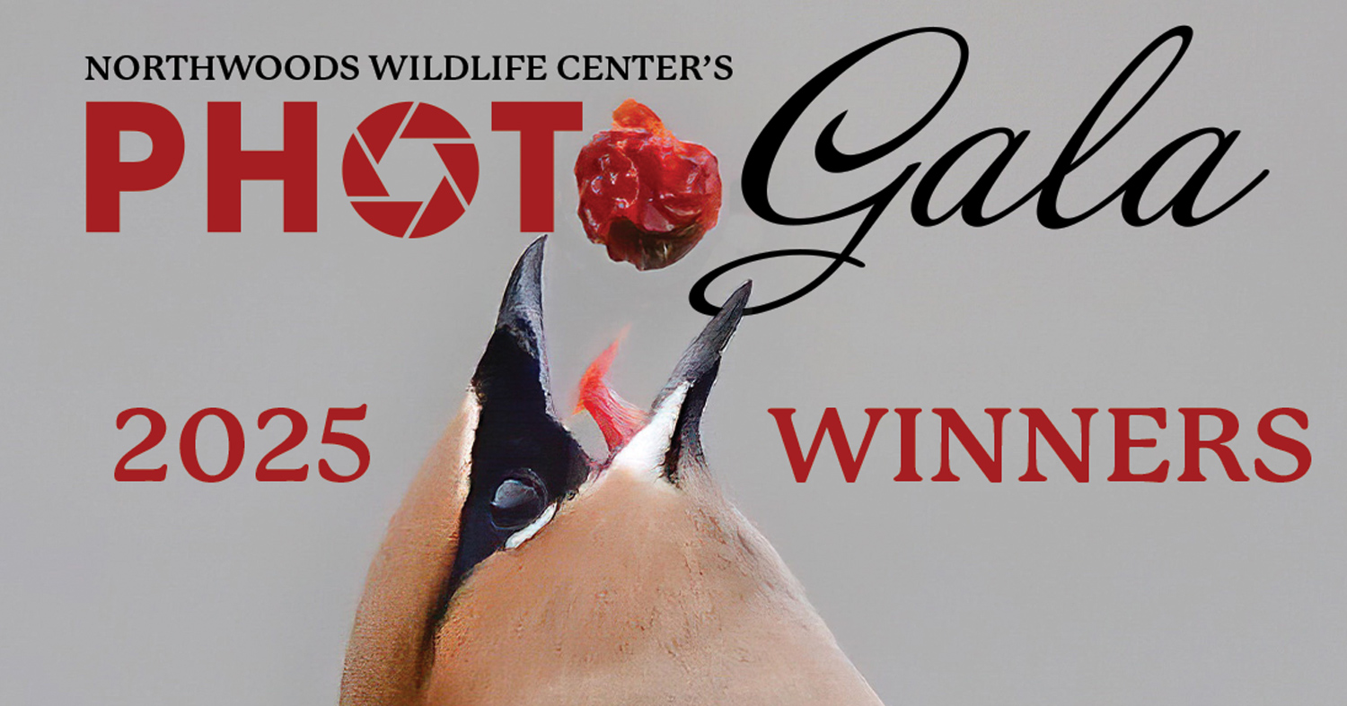 Graphic of a song bird tossing a berry into the air to advertise the 2025 Photo Gala Winners