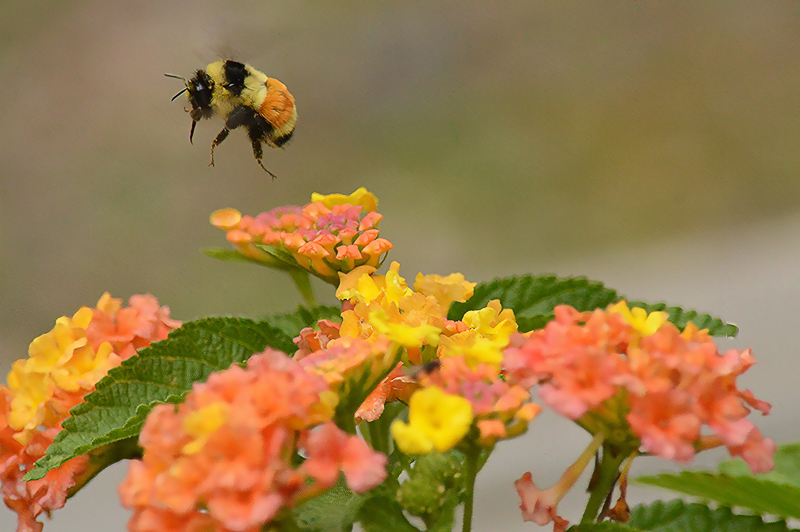 A big bumble bee hovering over some beautiful flowers