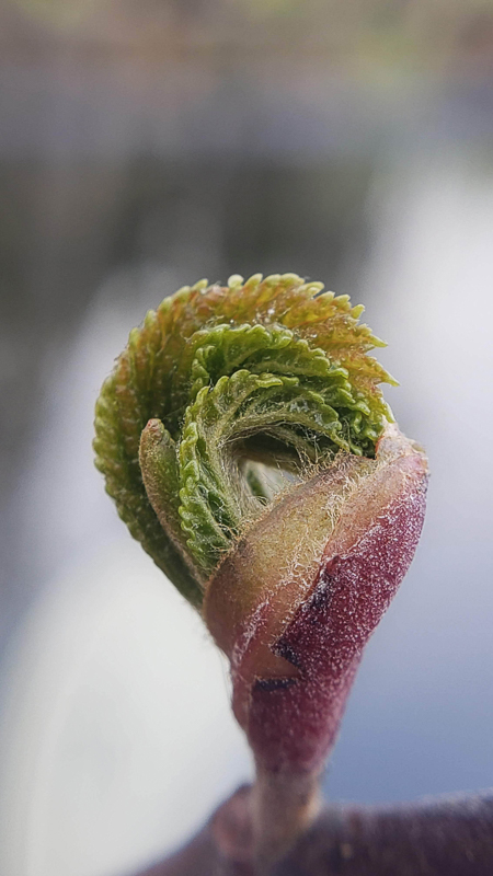 A fiddle-head fern getting ready to unfurl into its full size