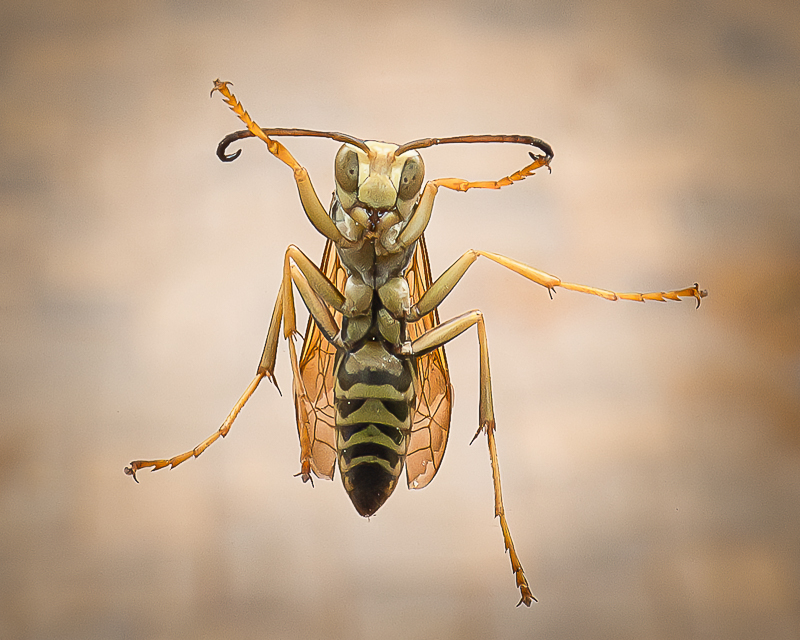 A wasp photographed on a window.