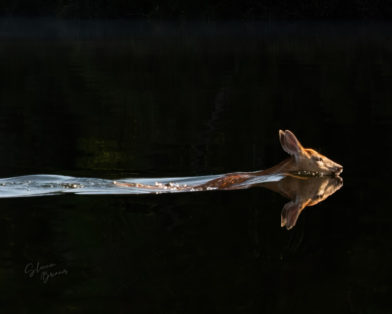 A deer swimming across a serene body of water.