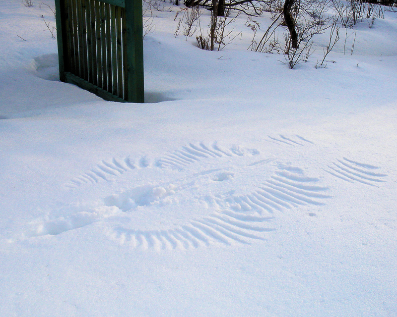 Snow Angel shows the imprint of a bird of prey's wings after it landed in the snow and took off again.