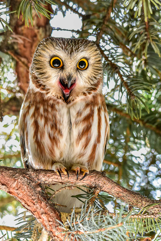 A saw-whet owl looking exceptionally cute on a branch