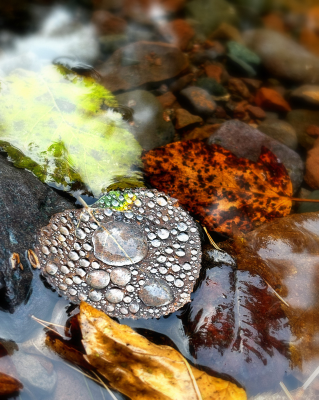 Autumn leaves in the water with water droplets on them