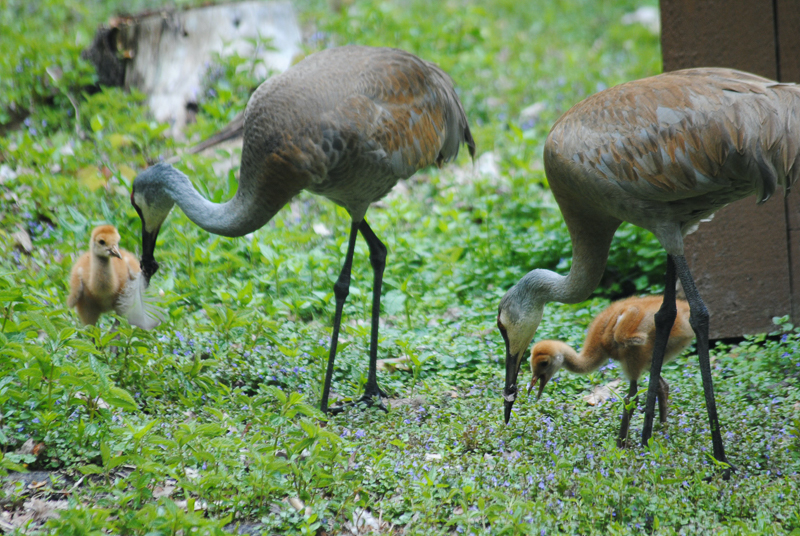 a family of herons enjoying some lunch on the grass