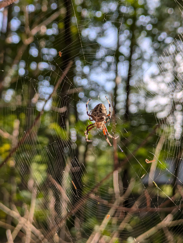 An orb-weaver spider on it's web