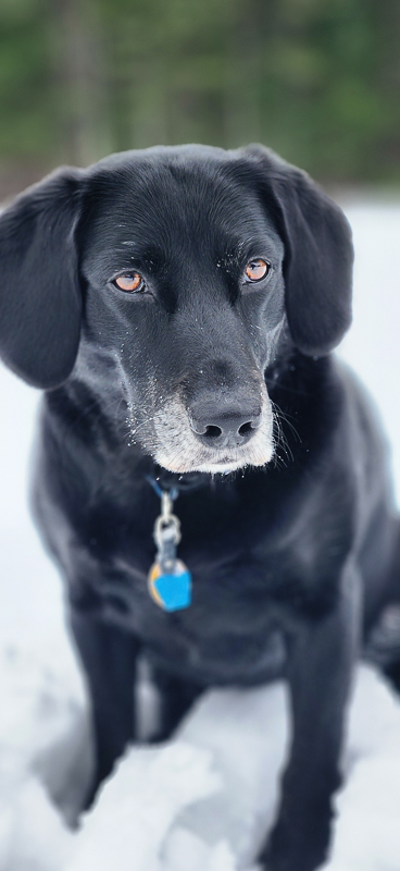 A black lab staring intently at a ball that is not in the photo