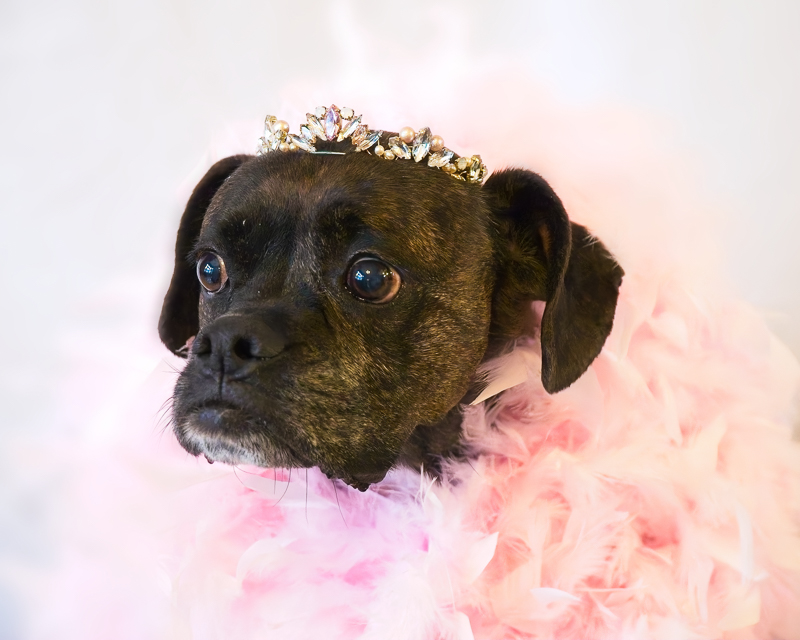 A dog dressed up in pink ruffles and wearing a tiara.