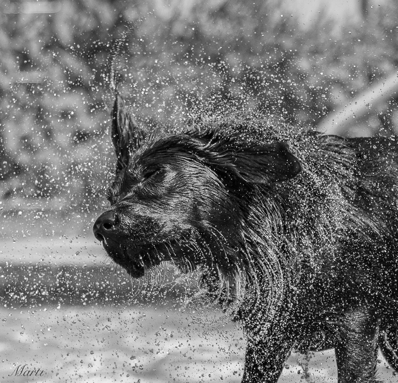 A perfectly sharp, black and white photo of a dog shaking the water out of its coat. 