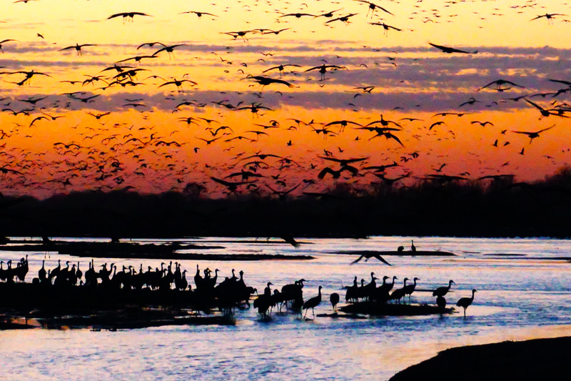 Sandhill cranes flying and gathering along the Platte river with the sun setting in the background