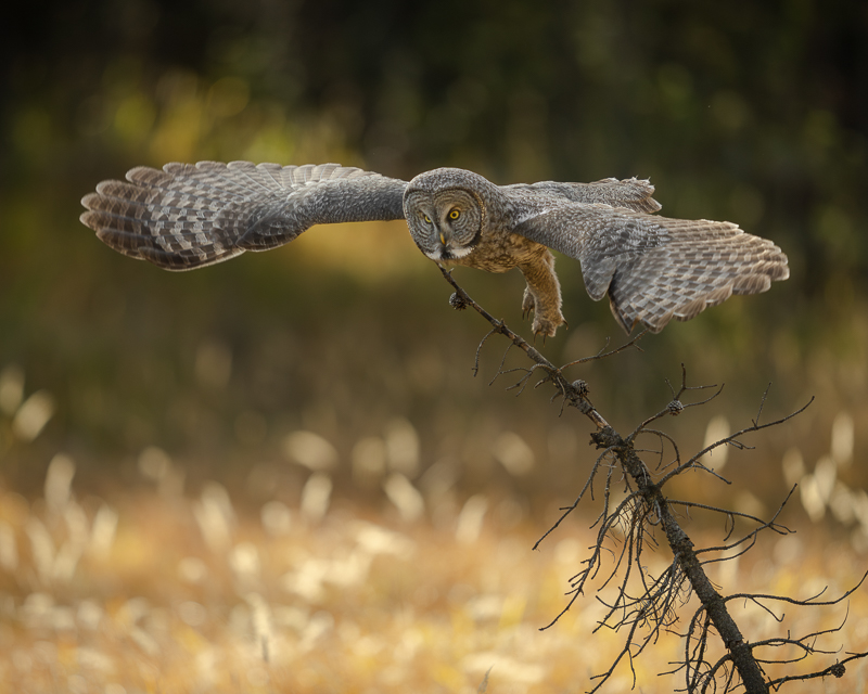 A great grey owl taking flight with its wings outstretched to the sides