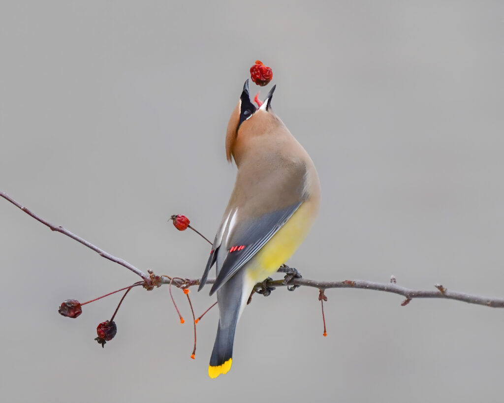 2025 Northwoods Wildlife Center Photo of the Year shows a Cedar Waxwing tossing a berry up into the air just before swallowing it.