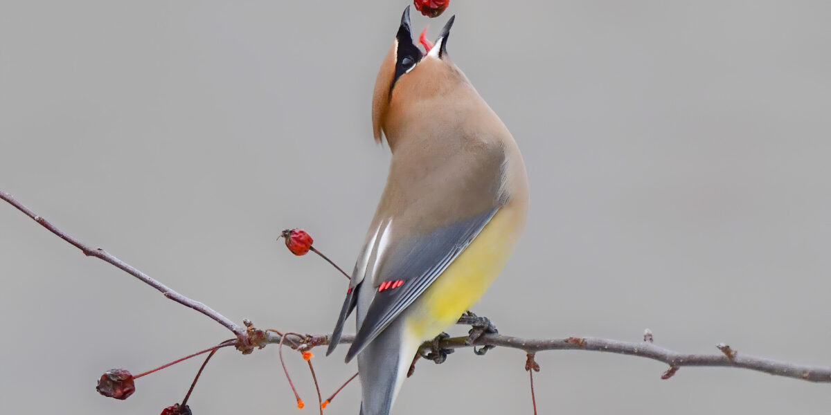 2025 Northwoods Wildlife Center Photo of the Year shows a Cedar Waxwing tossing a berry up into the air just before swallowing it.