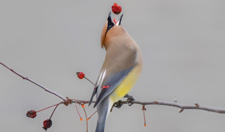 2025 Northwoods Wildlife Center Photo of the Year shows a Cedar Waxwing tossing a berry up into the air just before swallowing it.