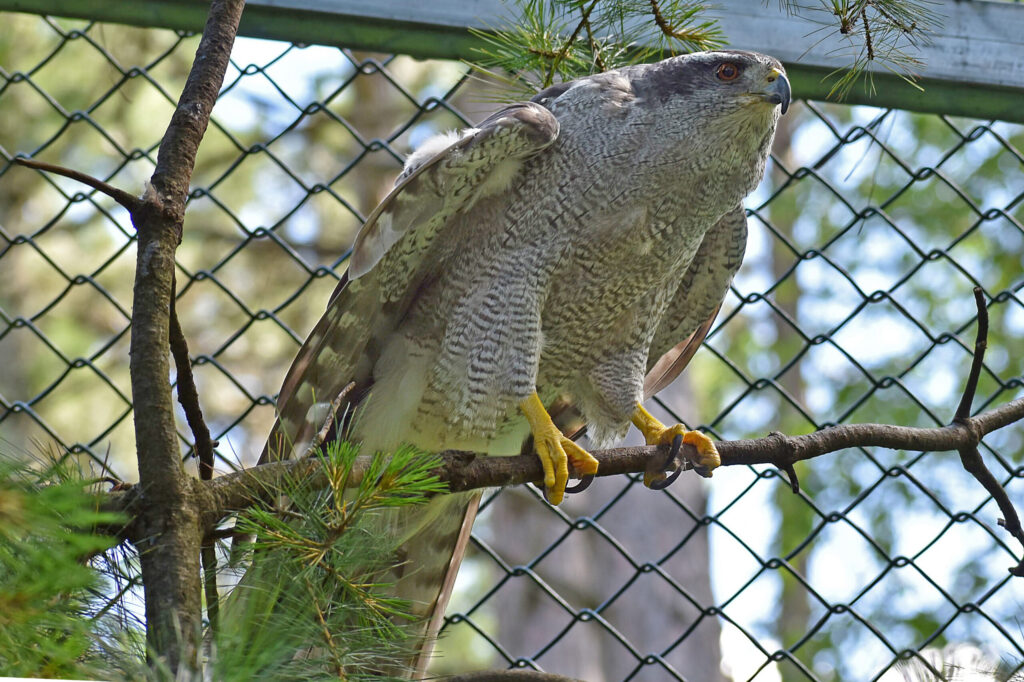 Gemma, the resident goshawk at the Northwoods Wildlife Center