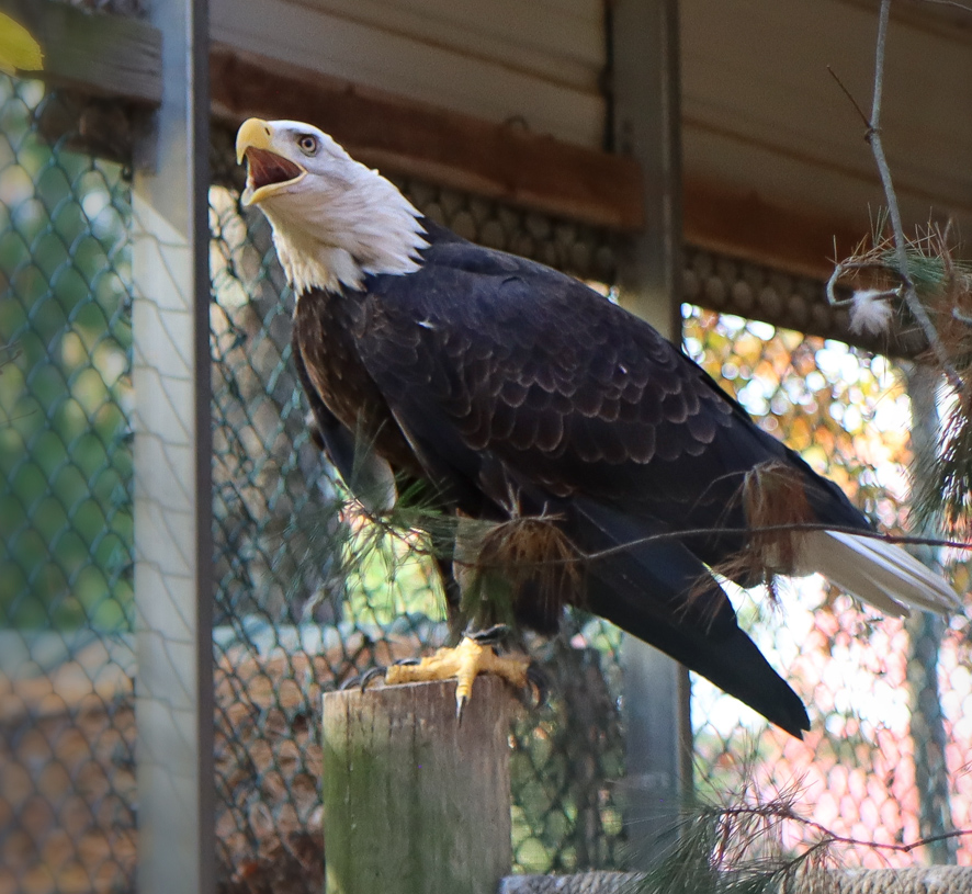 Hanna the Northwoods Wildlife Center resident bald eagle.