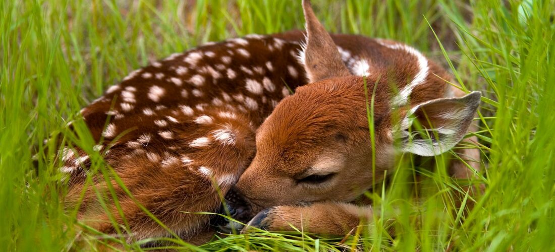 A fawn nestled in the grass.