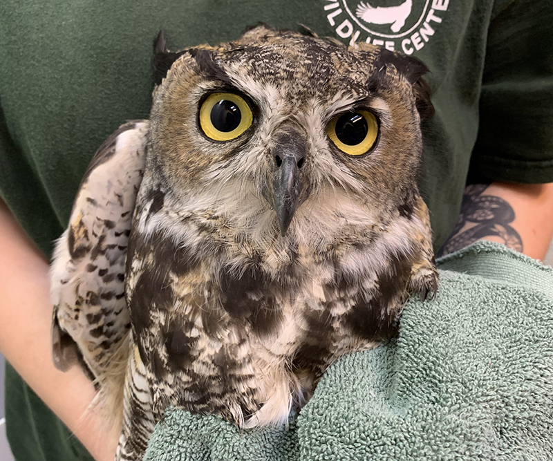 Great-Horned Owl being handled by our staff during cares