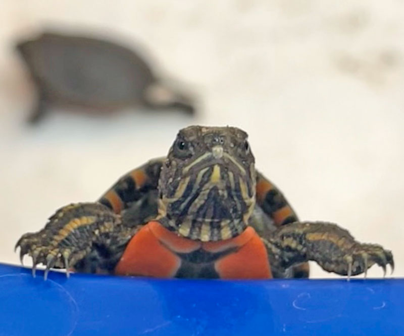 Baby Western Painted Turtle peeking over their nursery tub.