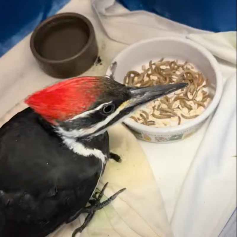 Pileated Woodpecker enjoying a bowl of mixed worms while in recovery.