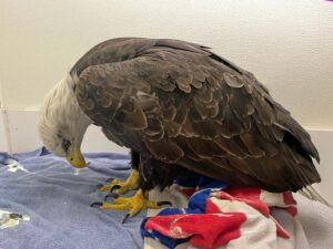 A bald eagle drooping it's head because lead poisoning has seft her to weak to hold it up.