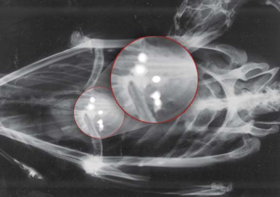 x-ray of a loon with lead fishing tackle in its stomach.