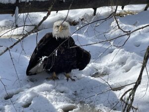 A bald eagle in the snow and unable to fly due to lead poisoning.