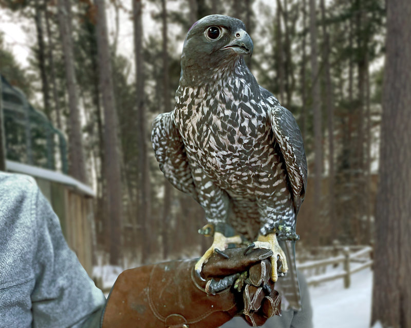 Saros, the Northwoods Wildlife Center's Gyr Falcon