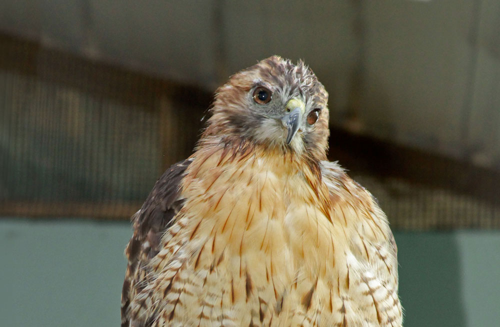 Willow, female red-tailed hawk ambassador.